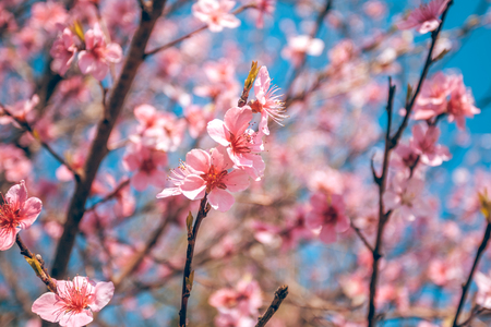 sweet peach blossoms in early spring, bees foodの写真素材