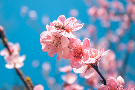 sweet peach blossoms in early spring, bees foodの写真素材