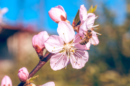 Bee on sweet peach blossoms in early spring.の写真素材