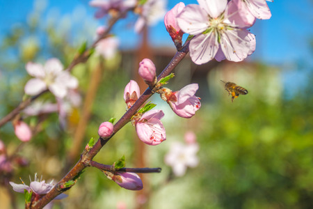 sweet peach blossoms in early spring, bees food