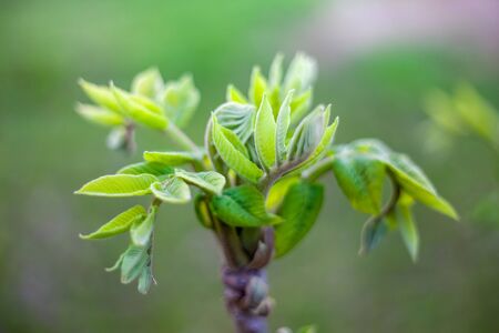 Buds in the spring/Bud of the walnut/walnut.の写真素材
