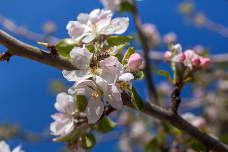 Pink and white apple blossom buds with bee.