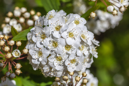 Closeup of flowering shrub bridal wreath spirea, floral background.の写真素材