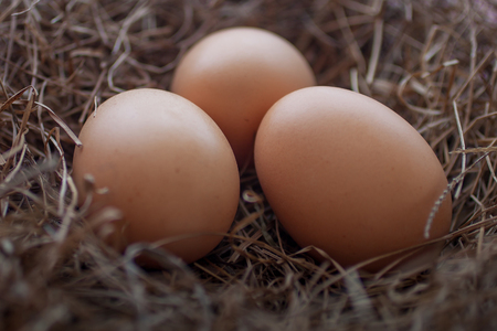 Close up of chicken eggs laying in bird nest.の写真素材