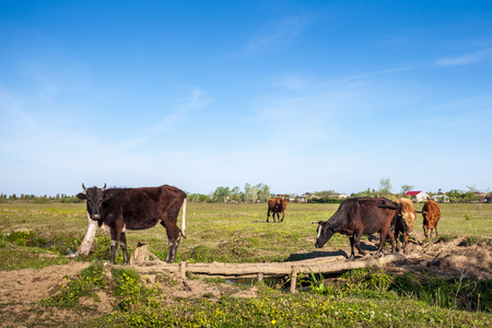 Cows cross a wooden bridge on a small river.の写真素材