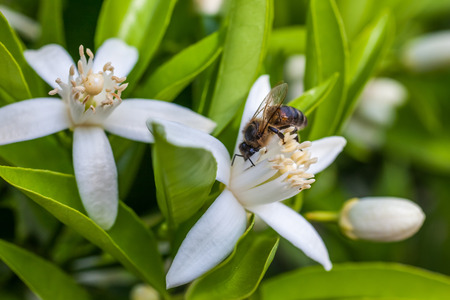 Bee on a flowers of a tangerine tree.の写真素材