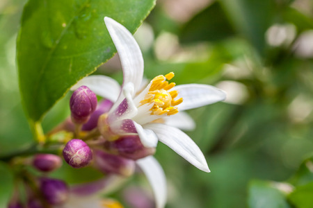 Flowers of a lemon tree among leaves. Close up.の写真素材