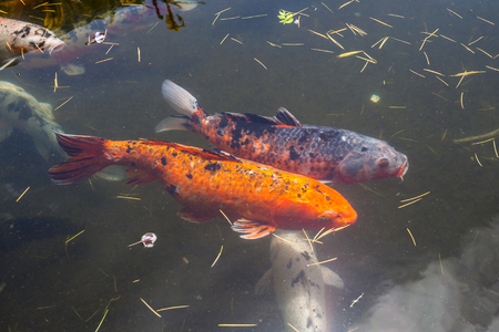 Japan fish call Carp or Koi fish colorful, Many fishes many color swimming in the pond, Batumi, Georgia.の写真素材