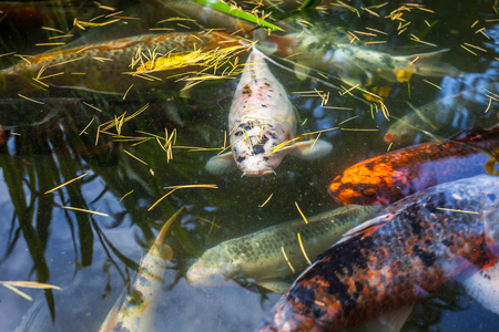 Japan fish call Carp or Koi fish colorful, Many fishes many color swimming in the pond, Batumi, Georgia.の写真素材