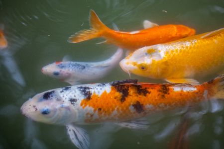 Japan fish call Carp or Koi fish colorful, Many fishes many color swimming in the pond.