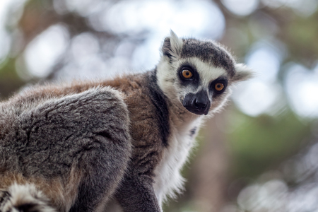 Ring-tailed lemur in the Tbilisi zoo, the world of animals.