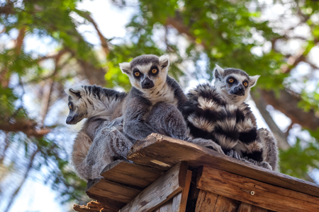 Ring-tailed lemurs in the Tbilisi zoo, the world of animals.の写真素材