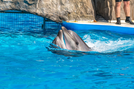 a cute dolphins during a speech at the dolphinarium, Batumi, Georgia.の写真素材