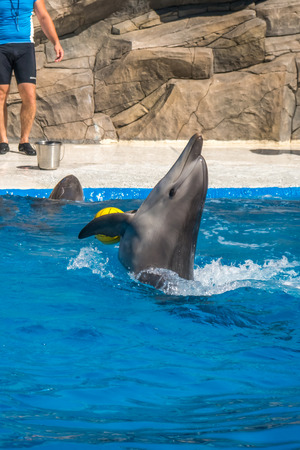 a cute dolphins during a speech at the dolphinarium, Batumi, Georgia.の写真素材