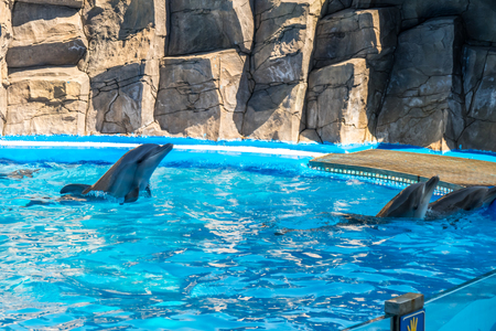 a cute dolphins during a speech at the dolphinarium, Batumi, Georgia.の写真素材