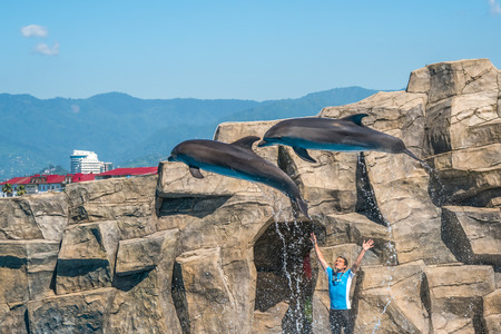a cute dolphins during a speech at the dolphinarium, Batumi, Georgia - 24.06.2017.のeditorial素材