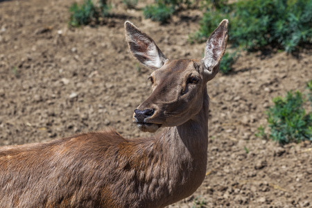 Deer in Tbilisi zoo, Georgia. Animals, wildlife.の写真素材