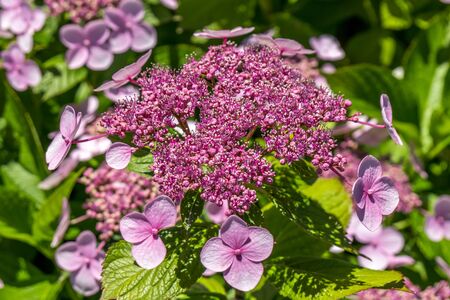 The Pink Sparkler Spirea flowers is a smaller shrub with a rounded shape, Spiraea x betulifolia...