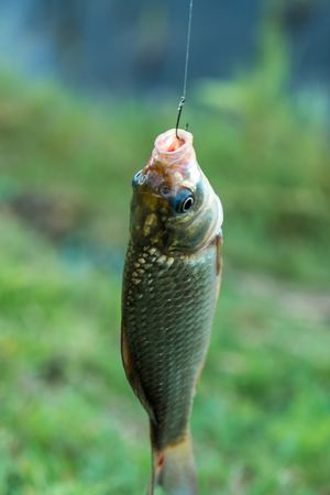 Small fish on a hook, Successful fishing.