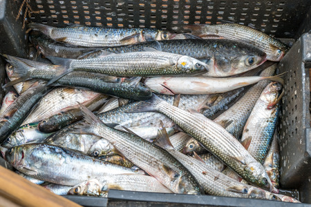 Gray Mullet Fish (Kefal) in styrofoam box, Poti, Georgia.の写真素材