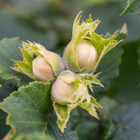 Green hazelnuts and tree leafs in summer garden.の写真素材