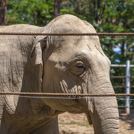 African elephant at the Tbilisi Zoo, Animal.の写真素材