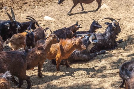 Wild goats in the Tbilisi zoo, fauna.の写真素材