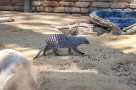 banded mongoose at the Tbilisi zoo, animal.の写真素材