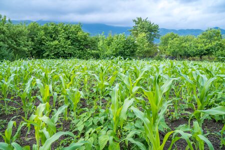 Small corn field agriculture. Green nature. Rural farm land in summer.の写真素材