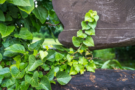 Lianas on a wooden board, garden decoration.の写真素材