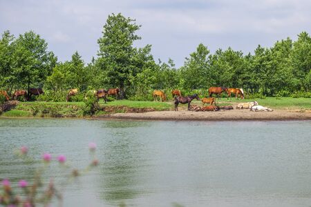 Horses by the river rest on a sunny day.の写真素材