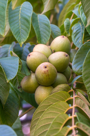 Green nuts on a tree. A lot of nuts on a tree, nature.の写真素材