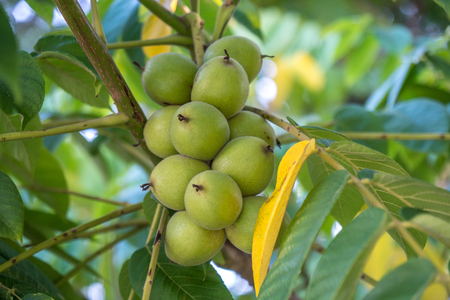 Green nuts on a tree. A lot of nuts on a tree, nature.の写真素材