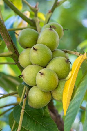 Green nuts on a tree. A lot of nuts on a tree, nature.の写真素材