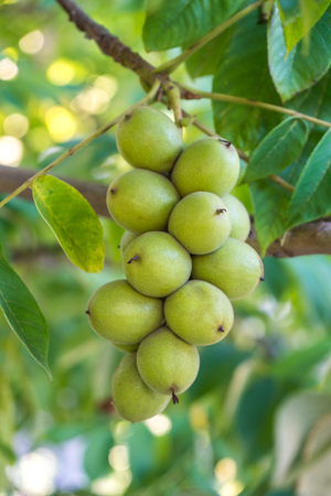 Green nuts on a tree. A lot of nuts on a tree, nature.の写真素材