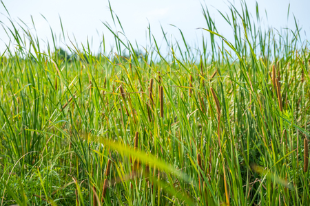 reeds at the pond in summer with Typha angustifolia.の写真素材