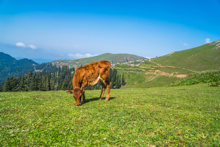 The calf in the mountains of Bakhmaro grazes herb.の写真素材