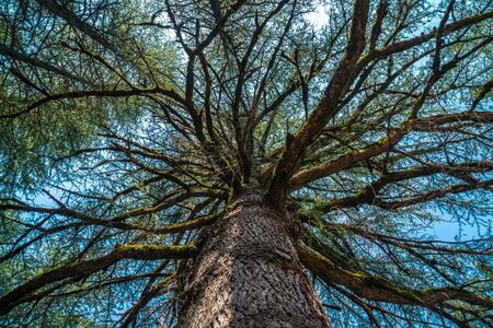 Pine tree Branches seen from the groundの写真素材