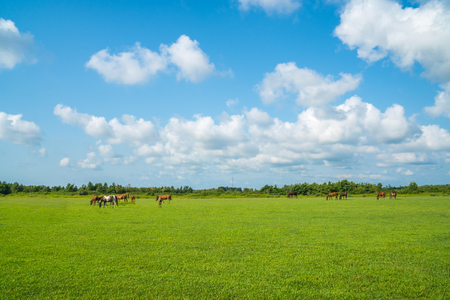 Green pastures of horse farms. Country spring landscape. Georgia.の写真素材