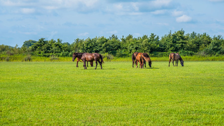 Green pastures of horse farms. Country spring landscape. Georgia.の写真素材