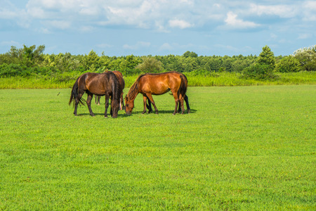 Green pastures of horse farms. Country spring landscape. Georgia.の写真素材