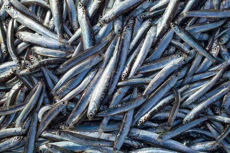 Lot of raw fresh anchovies fishes. Top view. Sea food background theme.の写真素材