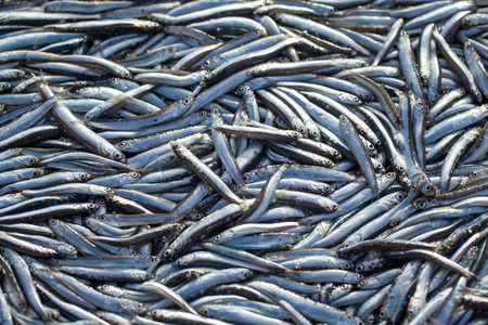 Lot of raw fresh anchovies fishes. Top view. Sea food background theme.