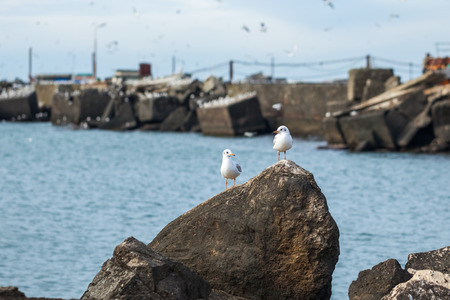 Two seagulls on a rock in front of the port of Poti, Georgia.