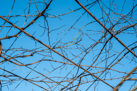 view of vineyard in winter with bare, dormant branches against blue sky background.の写真素材