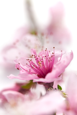 Peach blossom isolated on white background.の写真素材