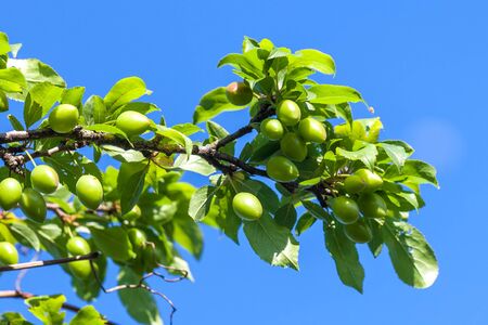 Young green plum fruit on a tree, blue sky background.の写真素材