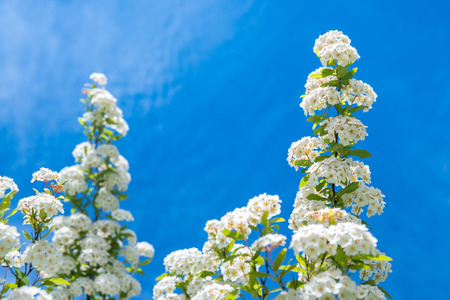 dewy flowering shrub bridal wreath spirea, floral background.