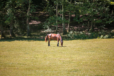 The young horse is grazed on a meadow. A horse in a pasture.の写真素材