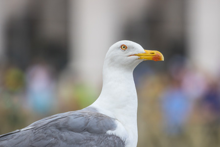 Seagull sitting on a statue, Rome, Italy.の写真素材